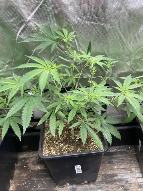 White Rhino (Green House Seeds). Week 10
