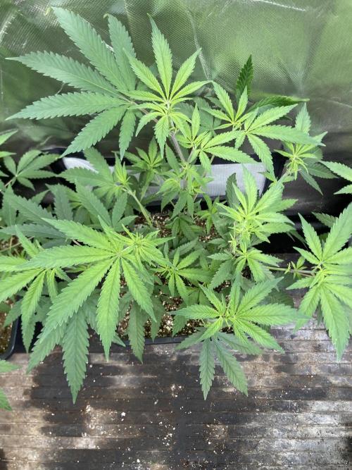 White Rhino (Green House Seeds). Week 10