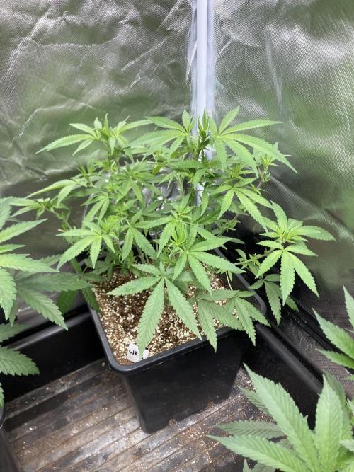 White Rhino (Green House Seeds). Week 10
