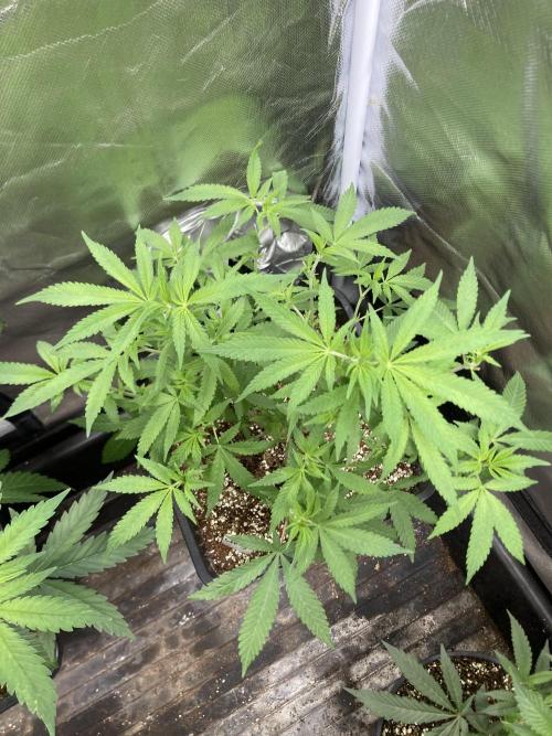 White Rhino. Week 10