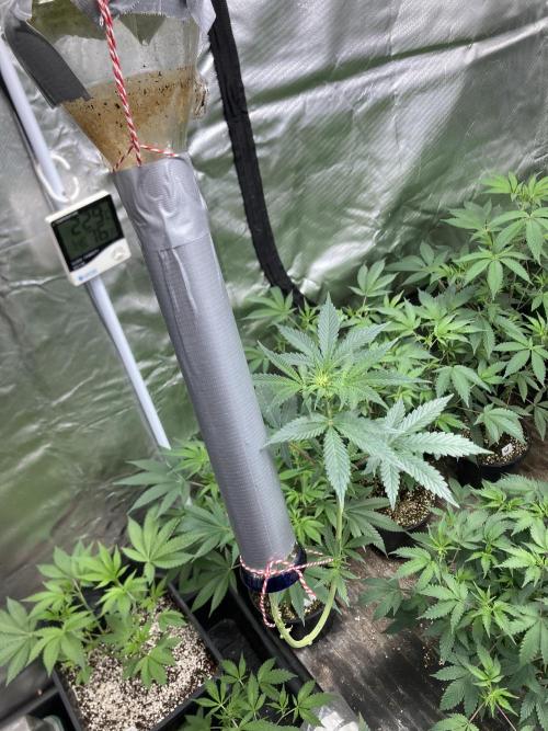 Double Smile (Mephisto Genetics). Week 5