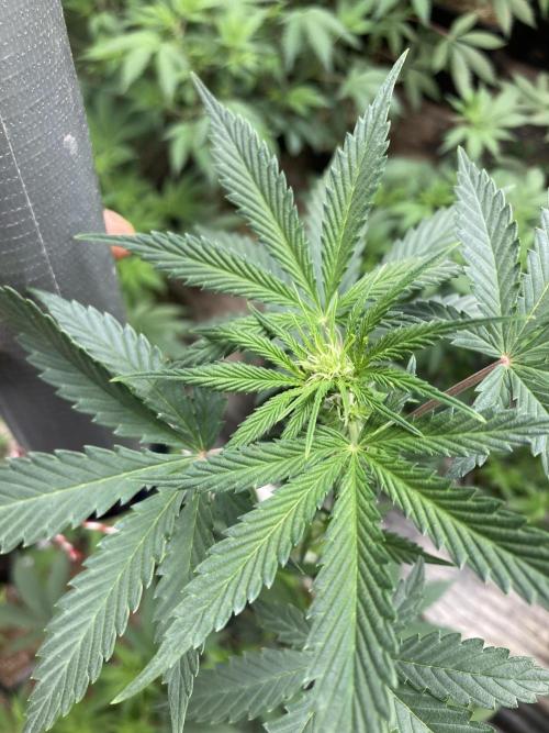 Double Smile (Mephisto Genetics). Week 5