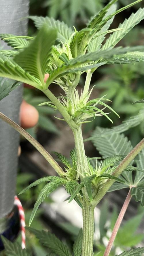 Double Smile (Mephisto Genetics). Week 5