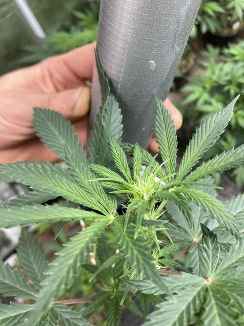 Double Smile (Mephisto Genetics). Week 5