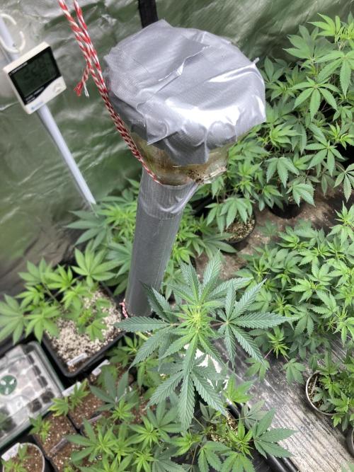 Illuminauto #52 - Double Smile. Week 5