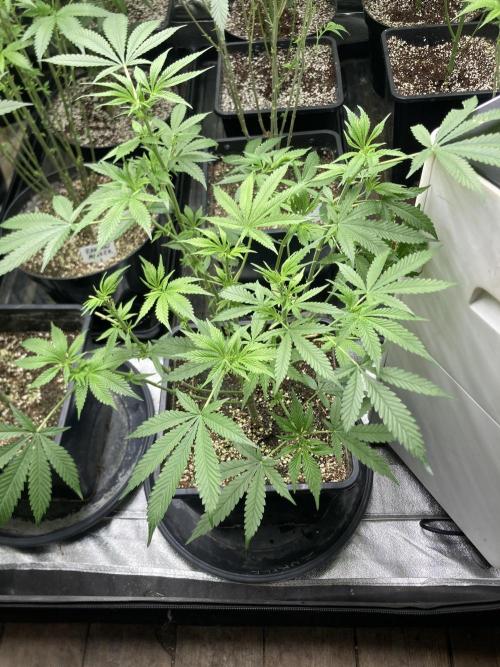 Strawberry Ak (Serious Seeds). Week 10