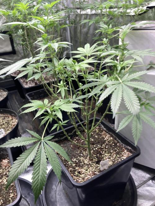 Strawberry Ak (Serious Seeds). Week 10