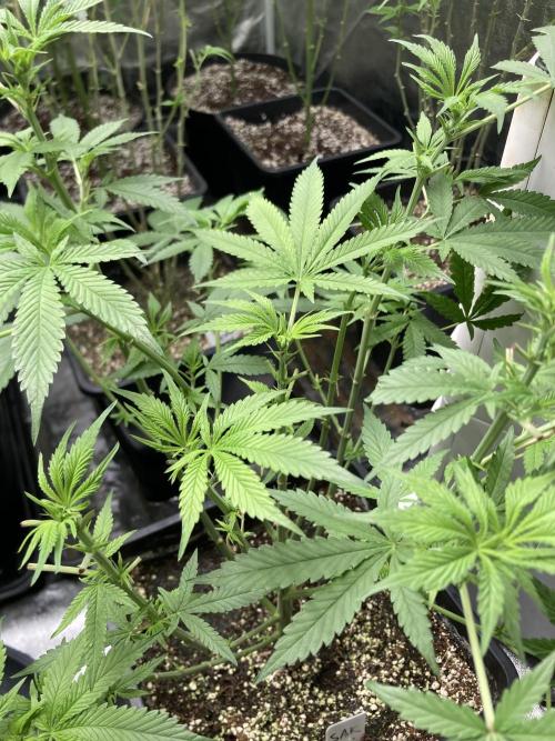 Strawberry Ak (Serious Seeds). Week 10