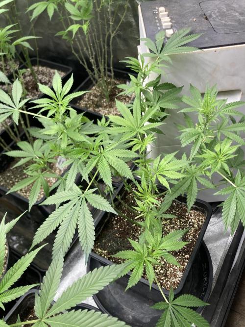 Strawberry Ak (Serious Seeds). Week 10