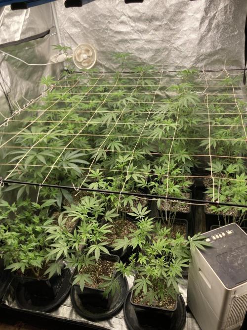 Strawberry AK. Week 10