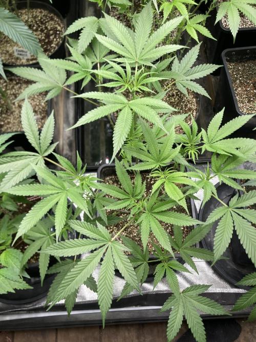 BlackCherry Punch (In House Genetics). Week 10