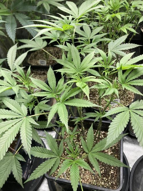 BlackCherry Punch (In House Genetics). Week 10