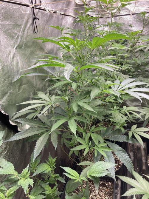 Atomic Jelly (In House Genetics). Week 10