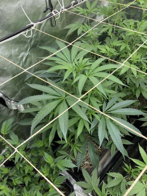 Atomic Jelly (In House Genetics). Week 10