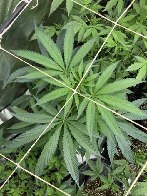 Atomic Jelly (In House Genetics). Week 10