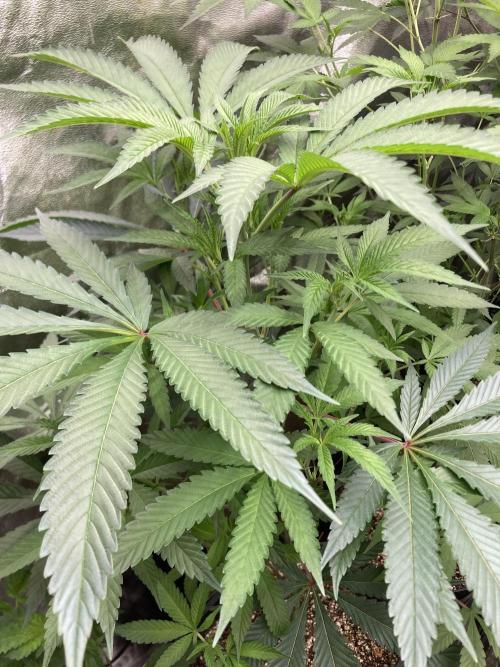 Atomic Jelly (In House Genetics). Week 10