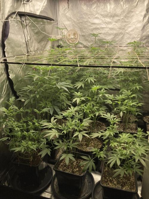 Atomic Jelly (In House Genetics). Week 10