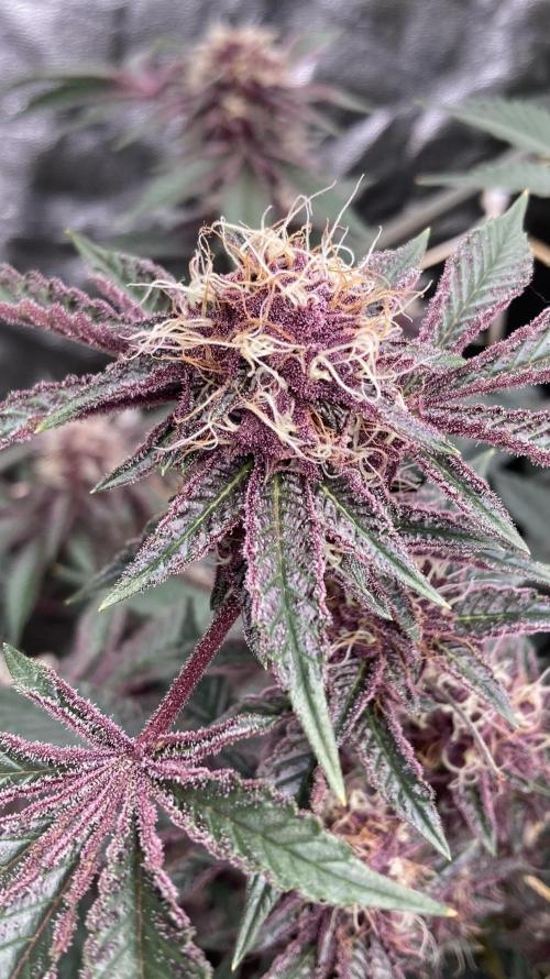 CN#6 Pora’s Purple Clones (Relentless). Week 7