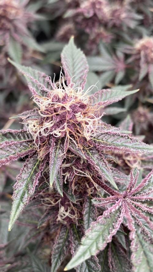 CN#6 Pora’s Purple Clones (Relentless). Week 7
