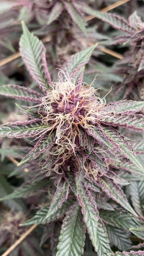 CN#6 Pora’s Purple Clones (Relentless). Week 7