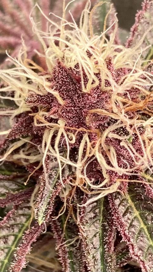 CN#6 Pora’s Purple Clones (Relentless). Week 7