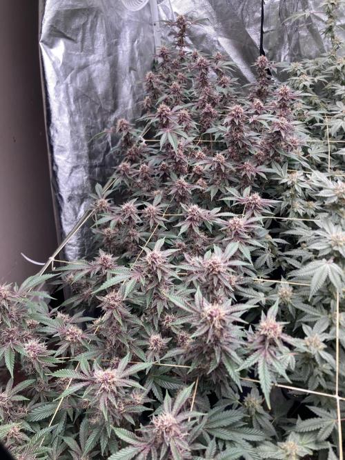 CN#6 Pora’s Purple Clones (Relentless). Week 7