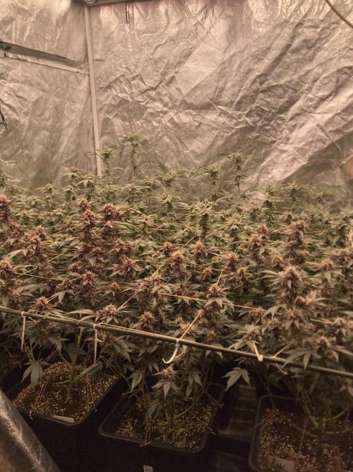 CN#6 Pora’s Purple Clones (Relentless). Week 7