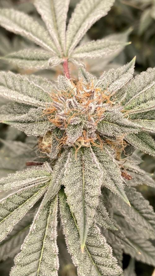 CN#2 Clones (Relentless Genetics). Week 7