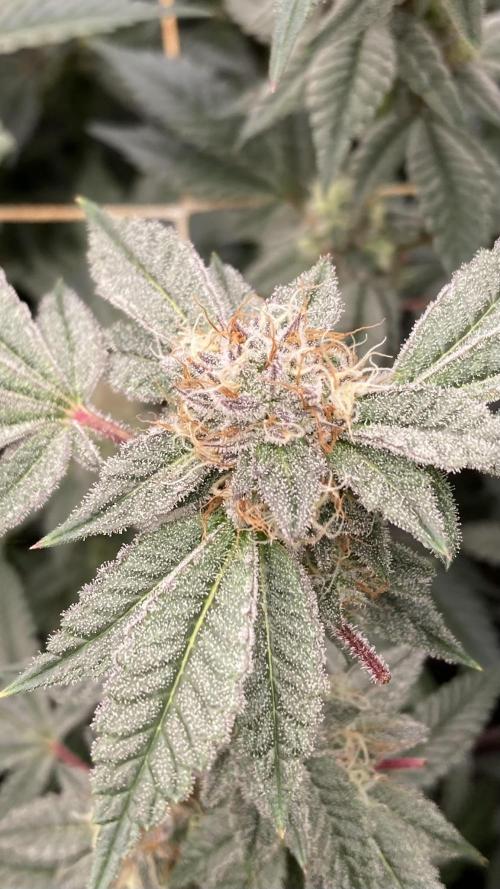 CN#2 Clones (Relentless Genetics). Week 7
