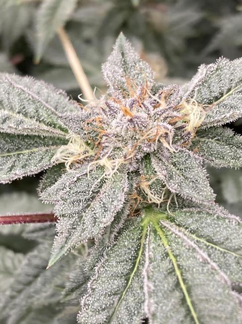 CN#2 Clones (Relentless Genetics). Week 7