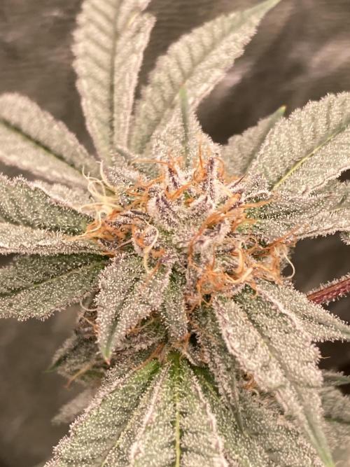 CN#2 Clones (Relentless Genetics). Week 7