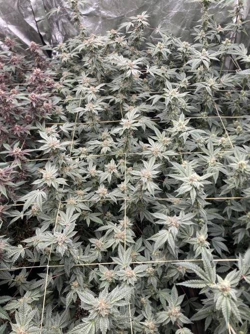 CN#2 Clones (Relentless Genetics). Week 7