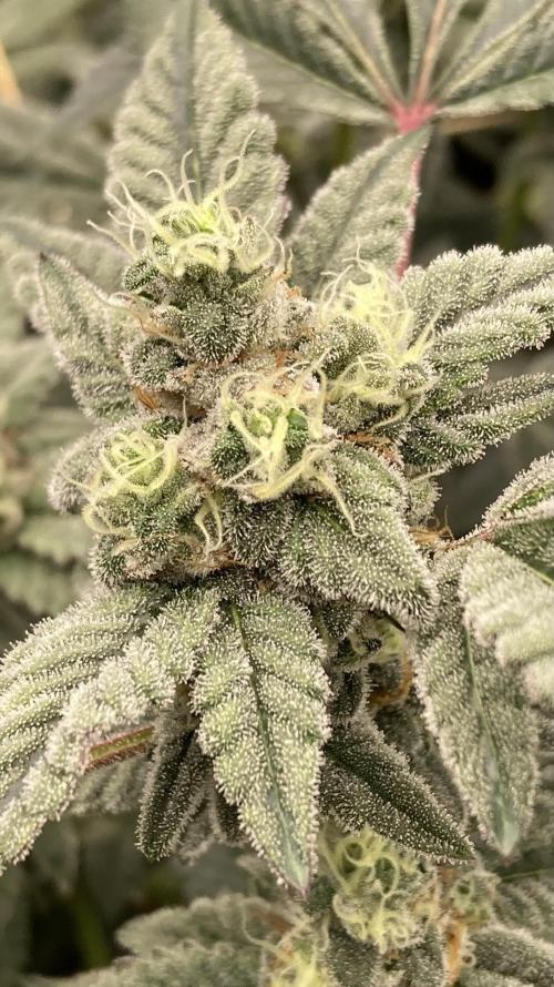 Gas Cream Runtz Clones (LIT Farms). Week 7