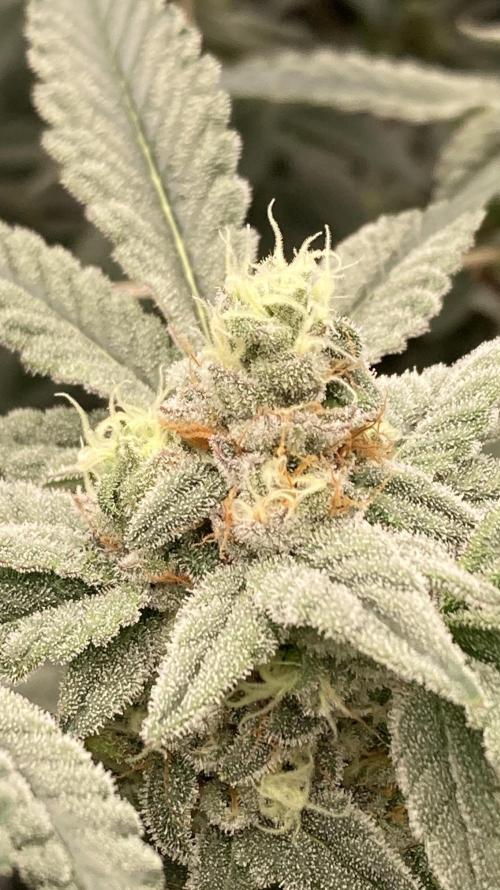 Gas Cream Runtz Clones (LIT Farms). Week 7