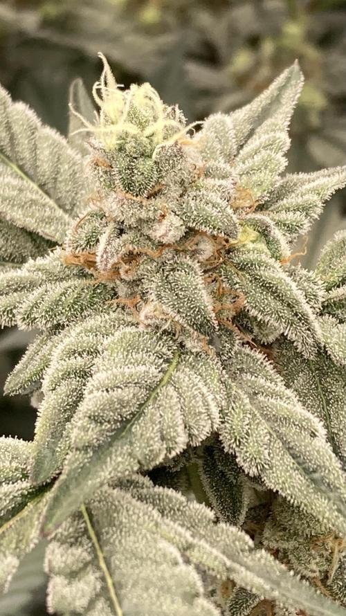 Gas Cream Runtz Clones (LIT Farms). Week 7