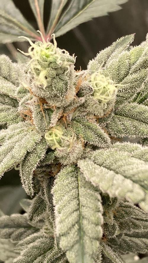 Gas Cream Runtz Clones (LIT Farms). Week 7