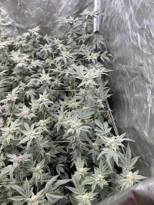 Gas Cream Runtz Clones (LIT Farms). Week 7