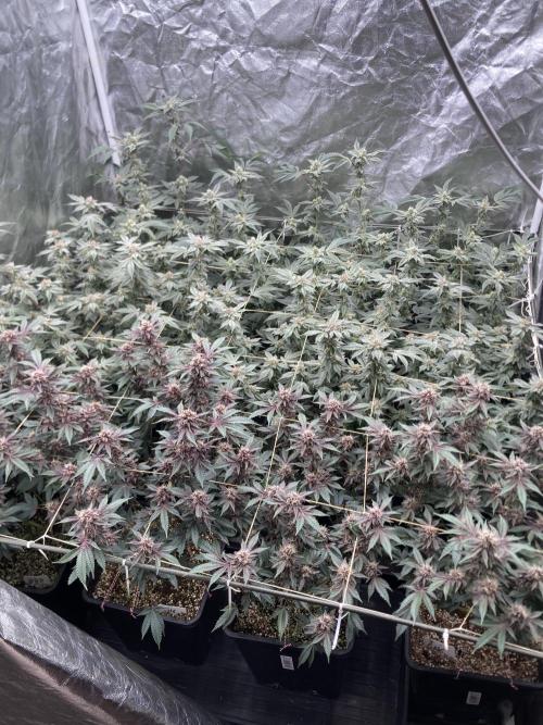 Gas Cream Runtz Clones (LIT Farms). Week 7