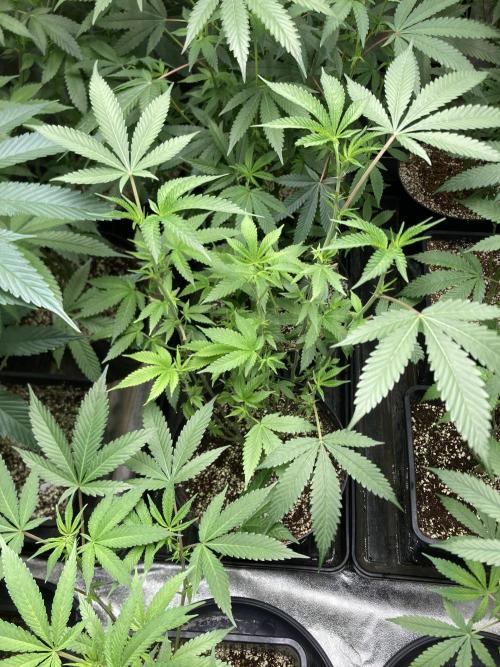 Rainbow Marker Clones (Lit Farms). Week 3
