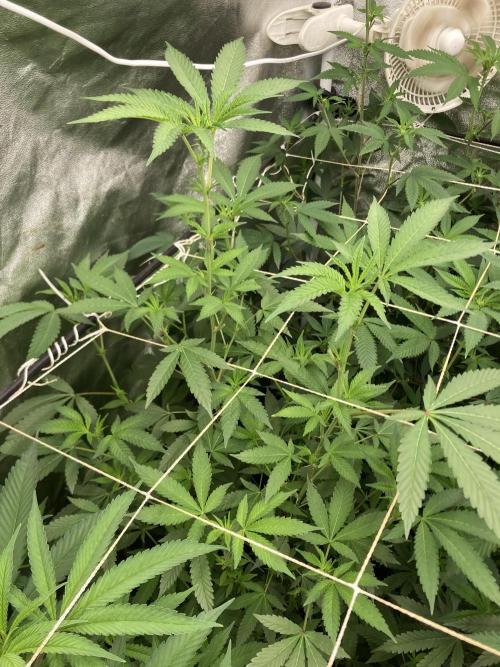 Rainbow Marker Clones (Lit Farms). Week 3