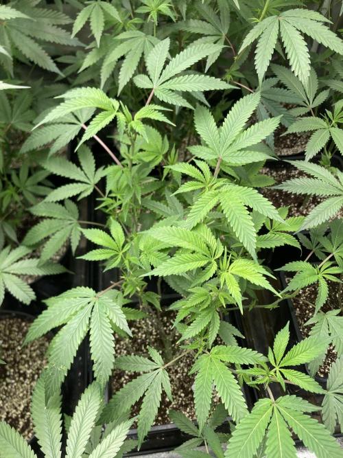 Rainbow Marker Clones (Lit Farms). Week 3