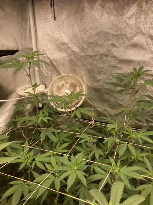 Rainbow Marker Clones (Lit Farms). Week 3