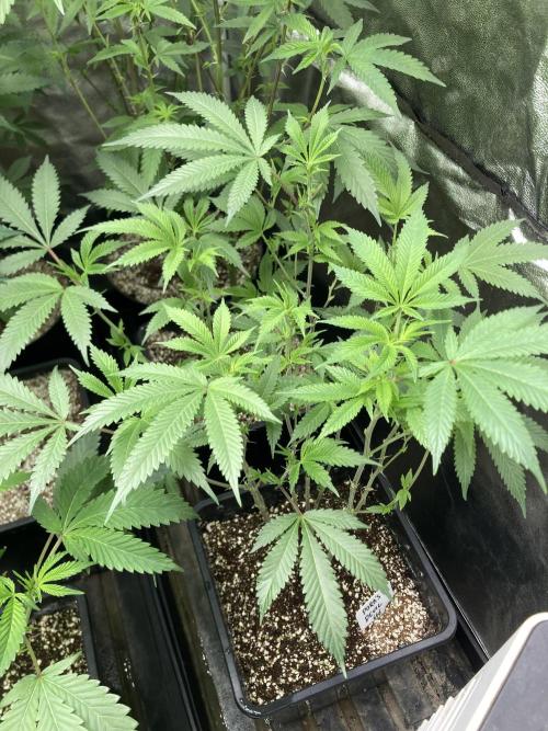 Rainbow Marker Clones (Lit Farms). Week 3