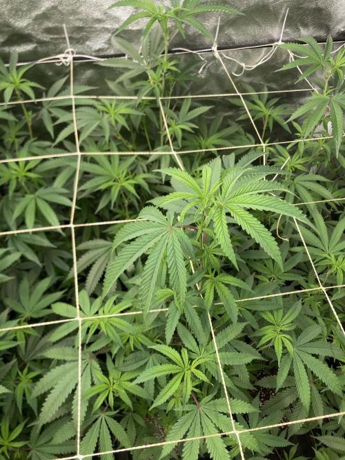 Zoy Sauce Clones (my Cut). Week 3