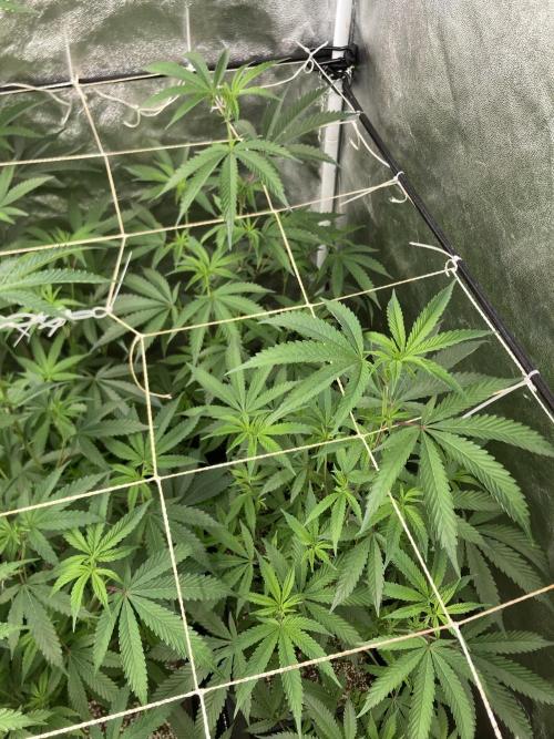Zoy Sauce Clones (my Cut). Week 3