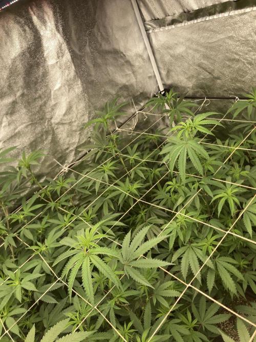 Zoy Sauce Clones (my Cut). Week 3