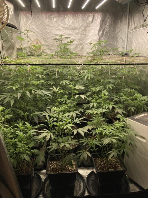 Zoy Sauce Clones (my Cut). Week 3