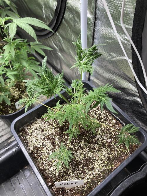 Frosty’s Purple Freak (Khalifa). Week 7