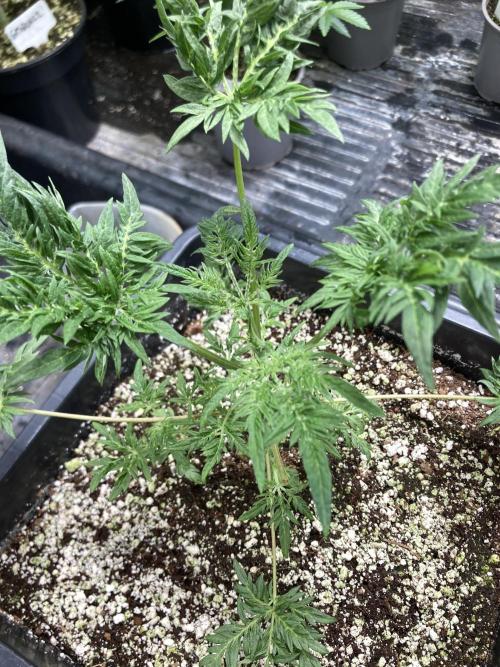 Frosty’s Purple Freak (Khalifa). Week 7