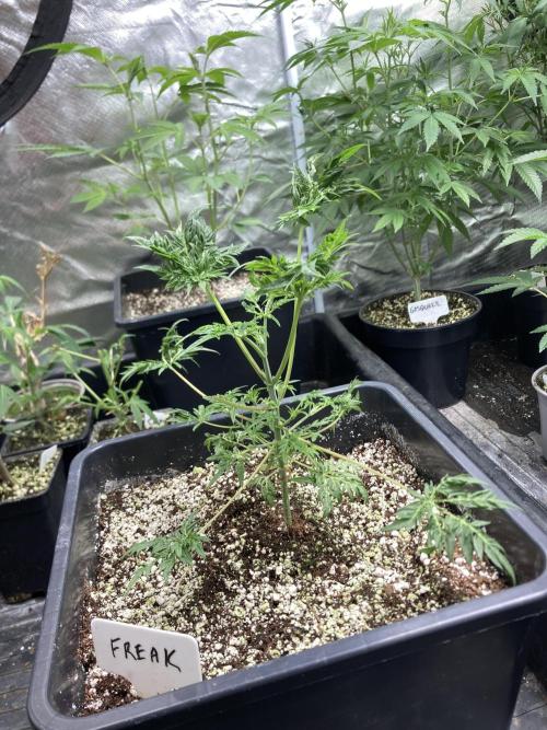 Frosty’s Purple Freak (Khalifa). Week 7